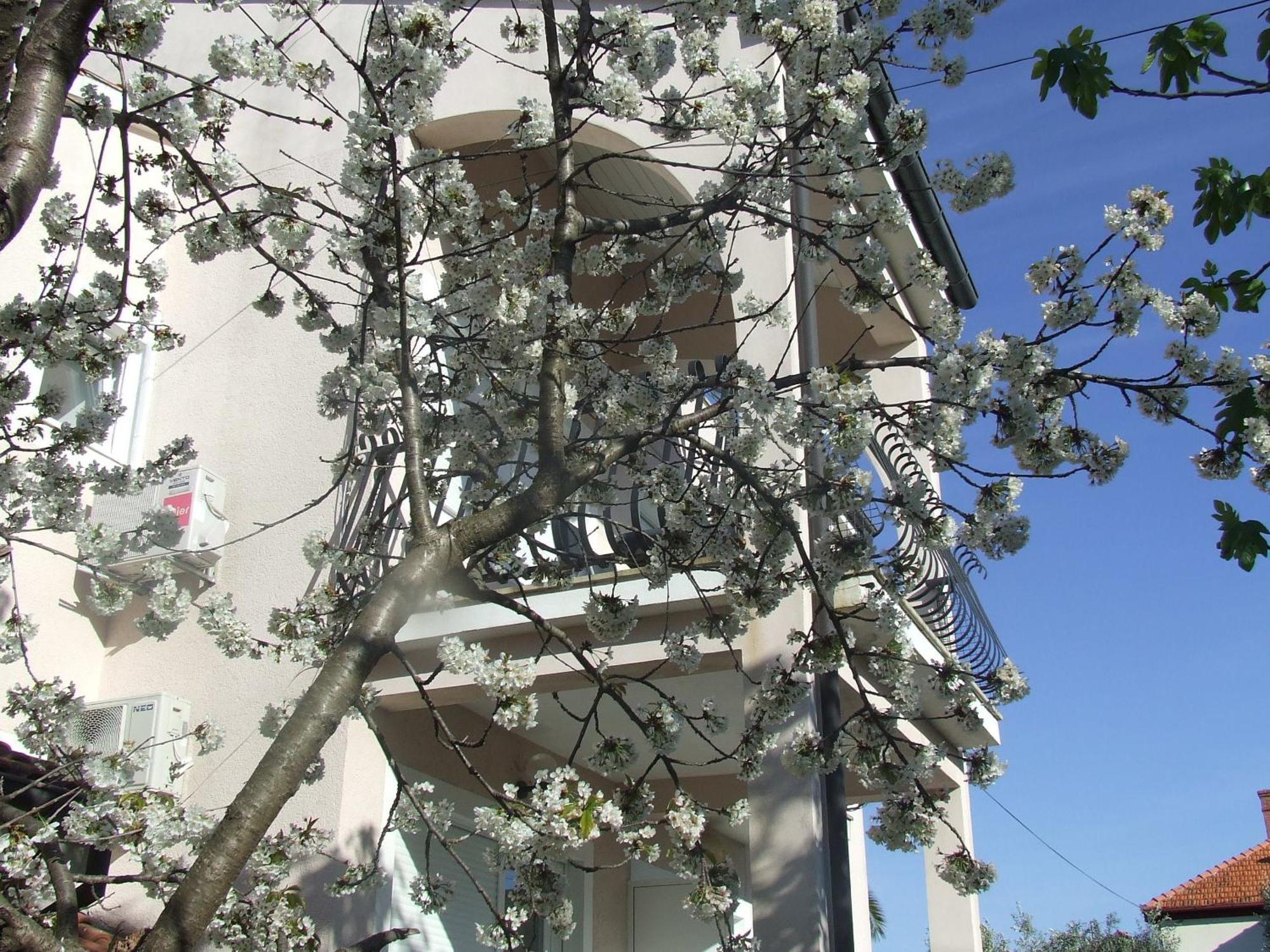 Villa Dalmatia 자다르 객실 사진